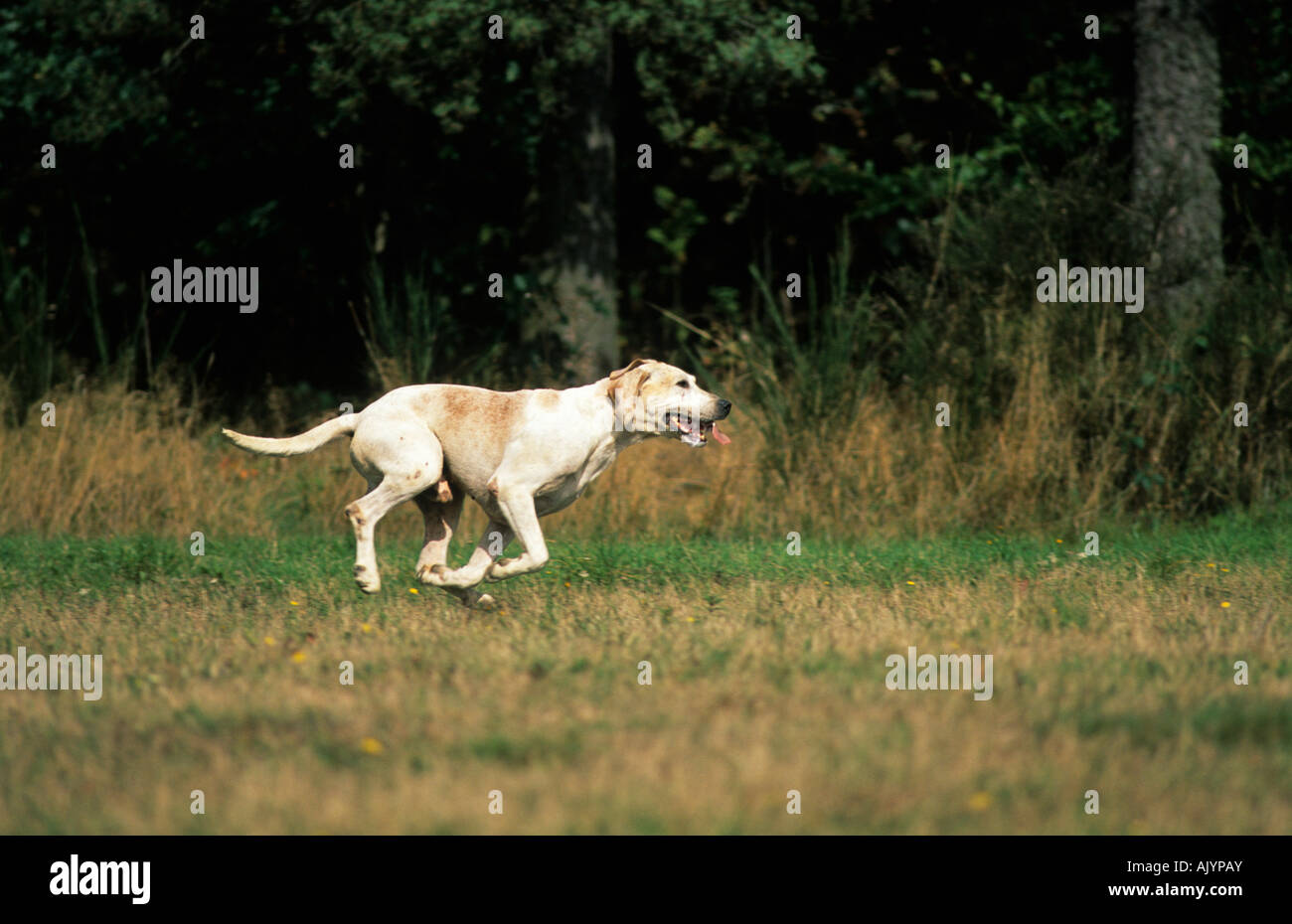 Beagle laufend | beagle running Stock Photo