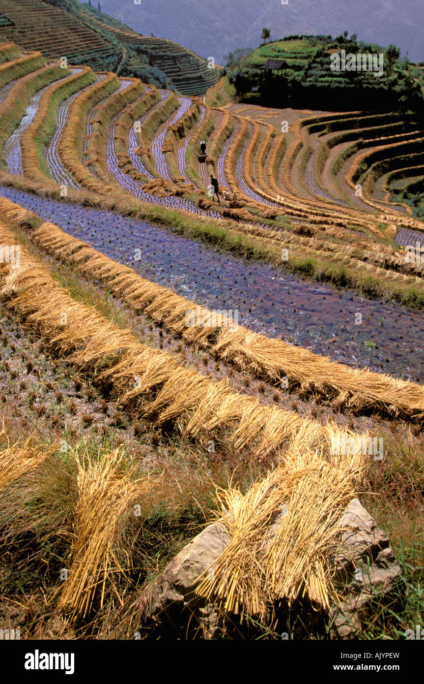 China, Guangxi. Longsheng Dragon's backbone rice terraces, Rice harvest ...