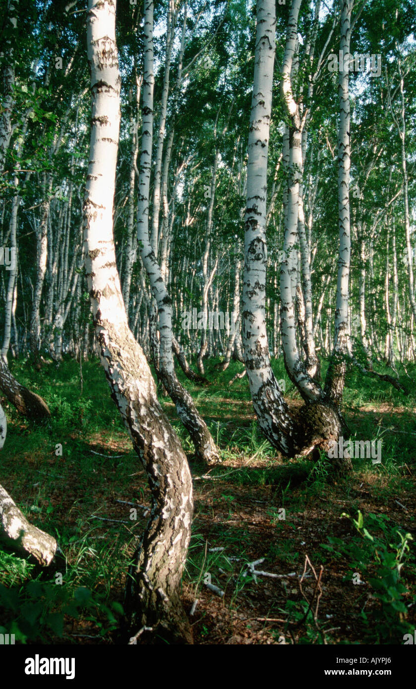 Russia asia siberia birch forest hi-res stock photography and images ...