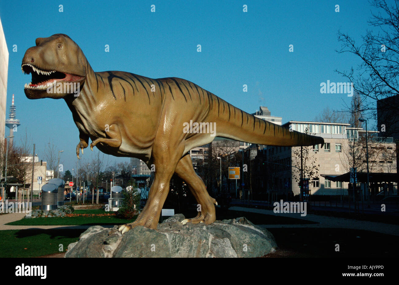 Tyrannosaurus rex / Frankfurt am Main / Senckenbergmuseum Stock Photo