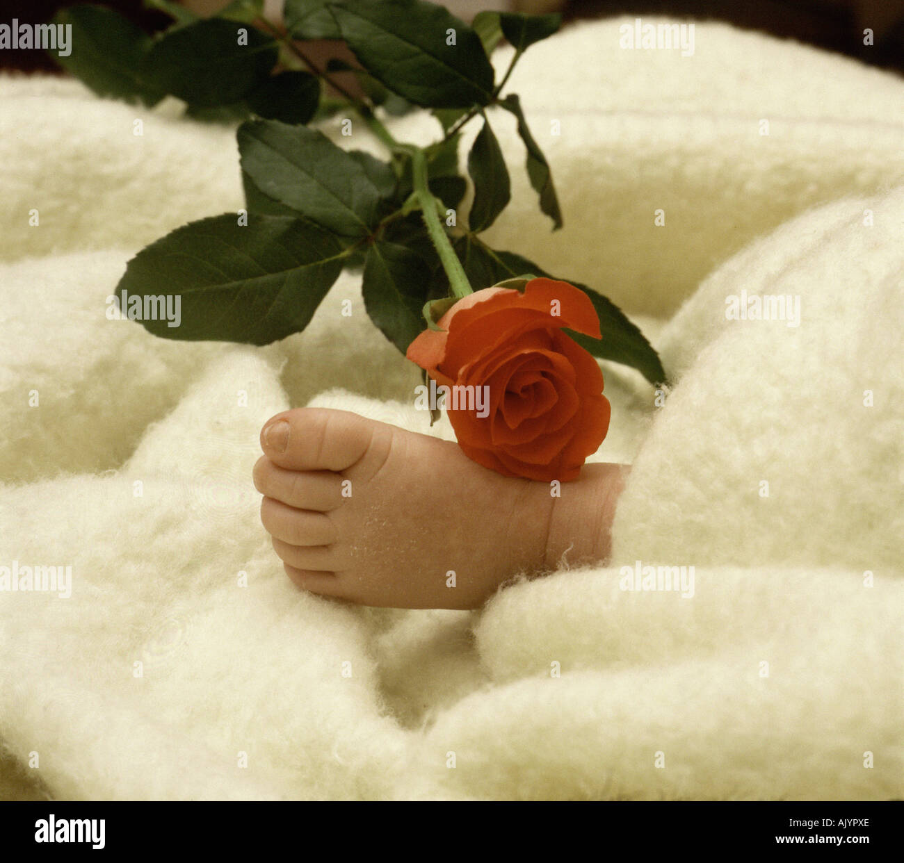 Rose on baby's foot Stock Photo - Alamy