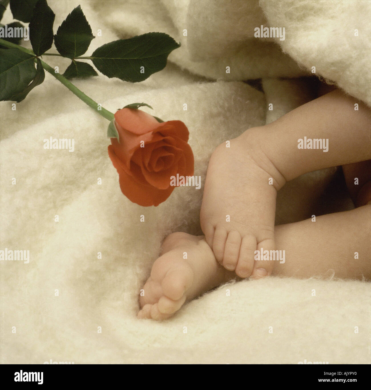 Rose and baby's feet Stock Photo - Alamy