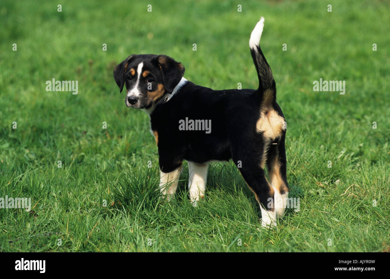Mischlingshund Welpe auf Wiese crossbreed pup on grassland Stock Photo