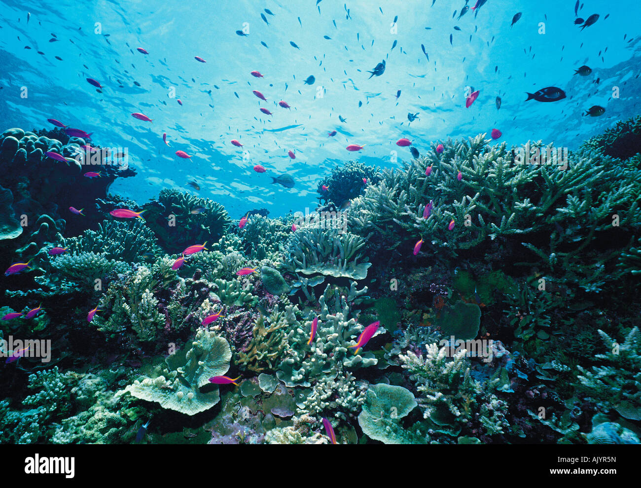 Environment & nature, Papua New Guinea, Coral Reef, Stock Photo