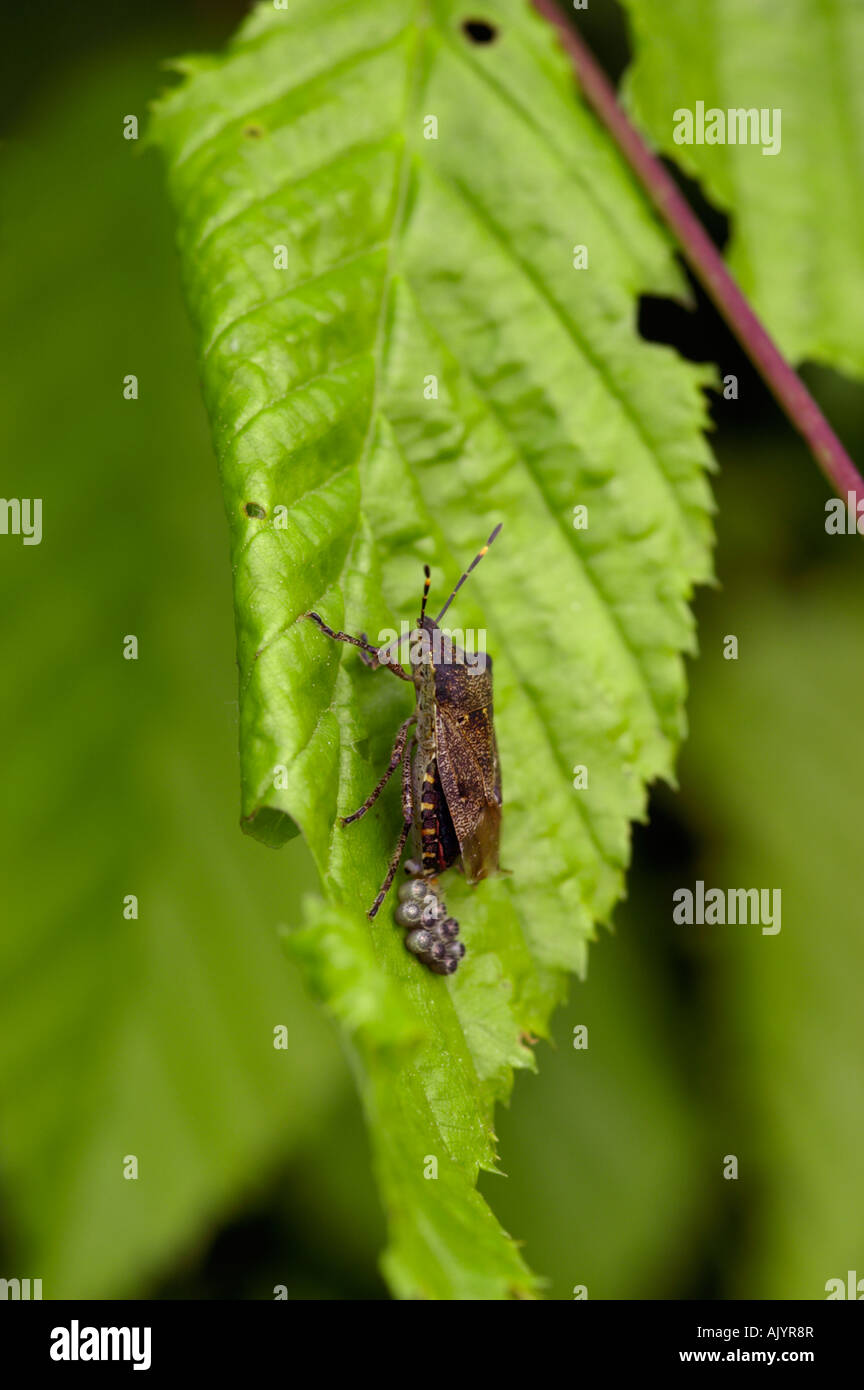 Dolycoris baccarum sloe bug laying eggs on Beech leaf Stock Photo