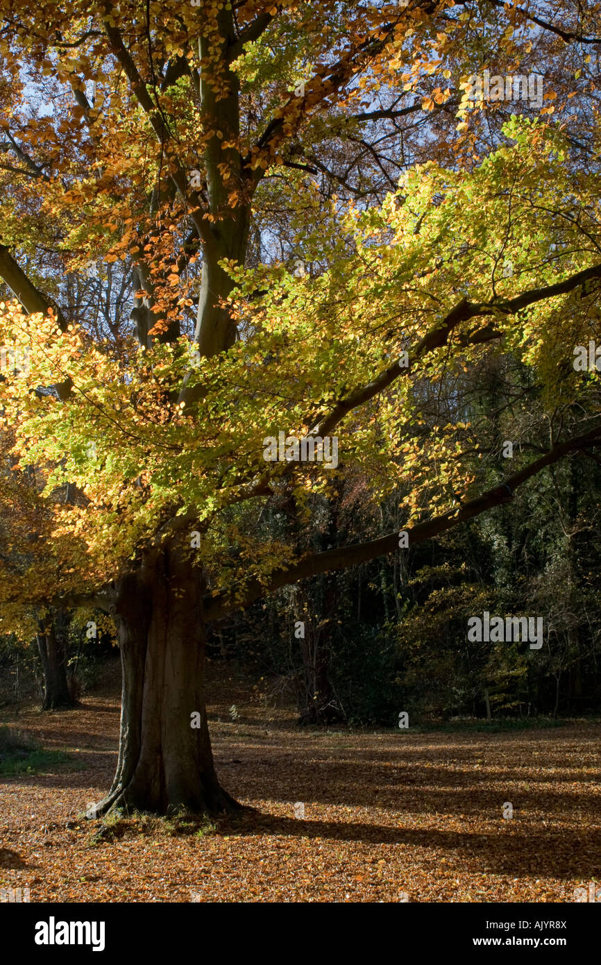 Mature Beech Tree in Autumn Fall Kent England UK Stock Photo