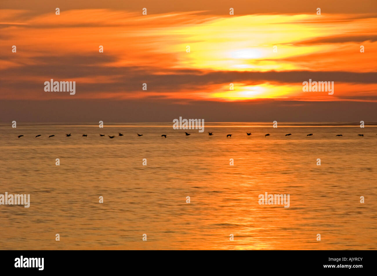 Line of cormorants over the Gulf of St. Lawrence at sunrise, Malpeque