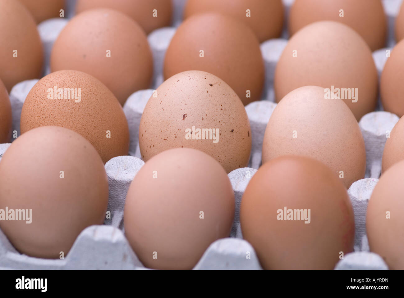 Tray of Chickens eggs Stock Photo
