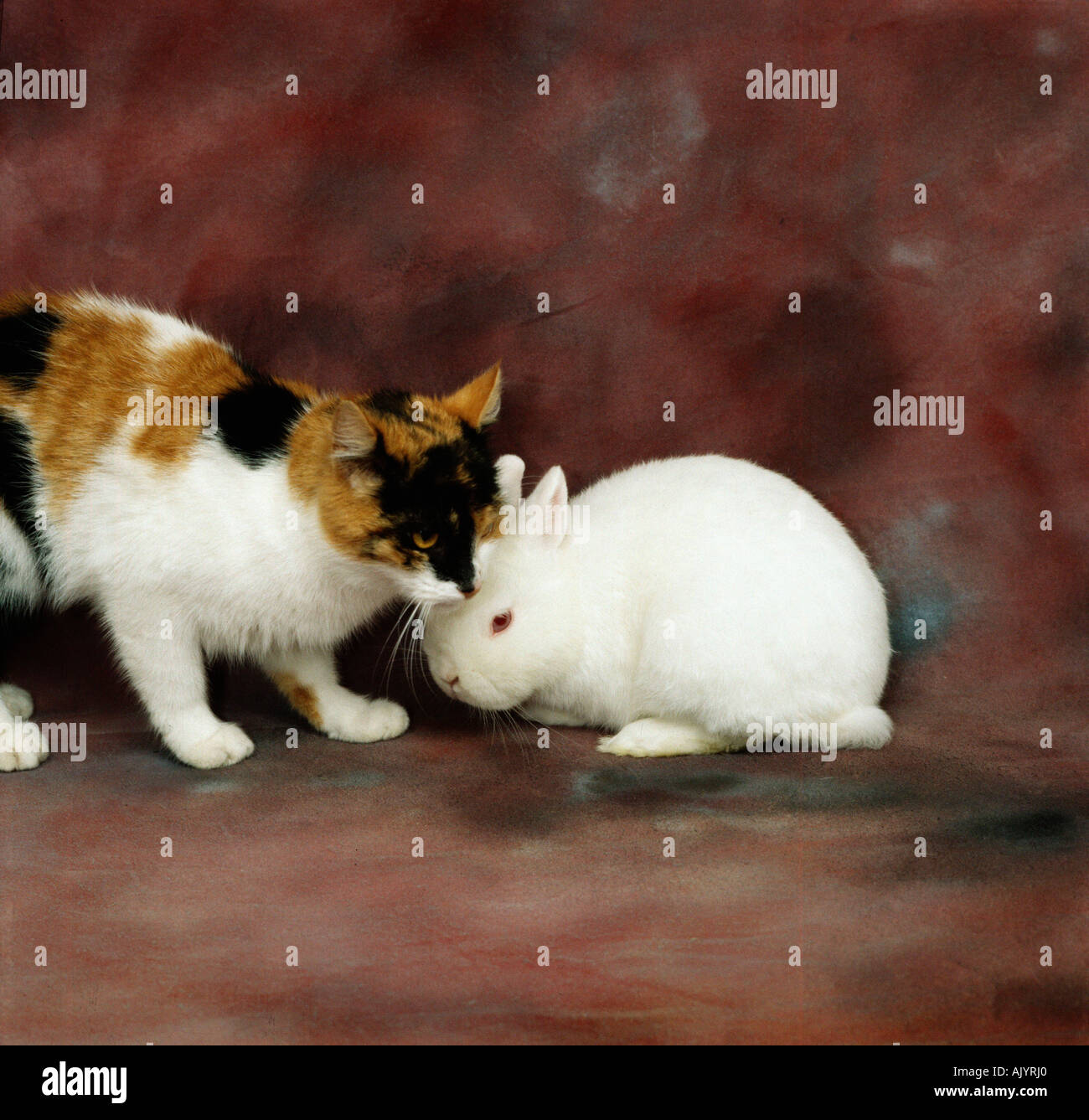 Cat Plus Rabbit Domestic cat rabbit hi-res stock photography and images - Alamy
