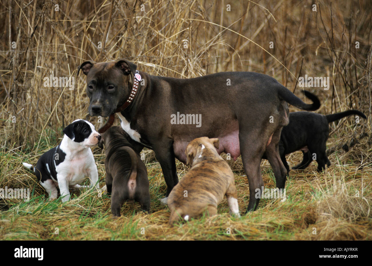 American Straffordshire Terrier Alttier mit Jungtieren draußen | American Straffordshire Terrier mother with pups outside Stock Photo