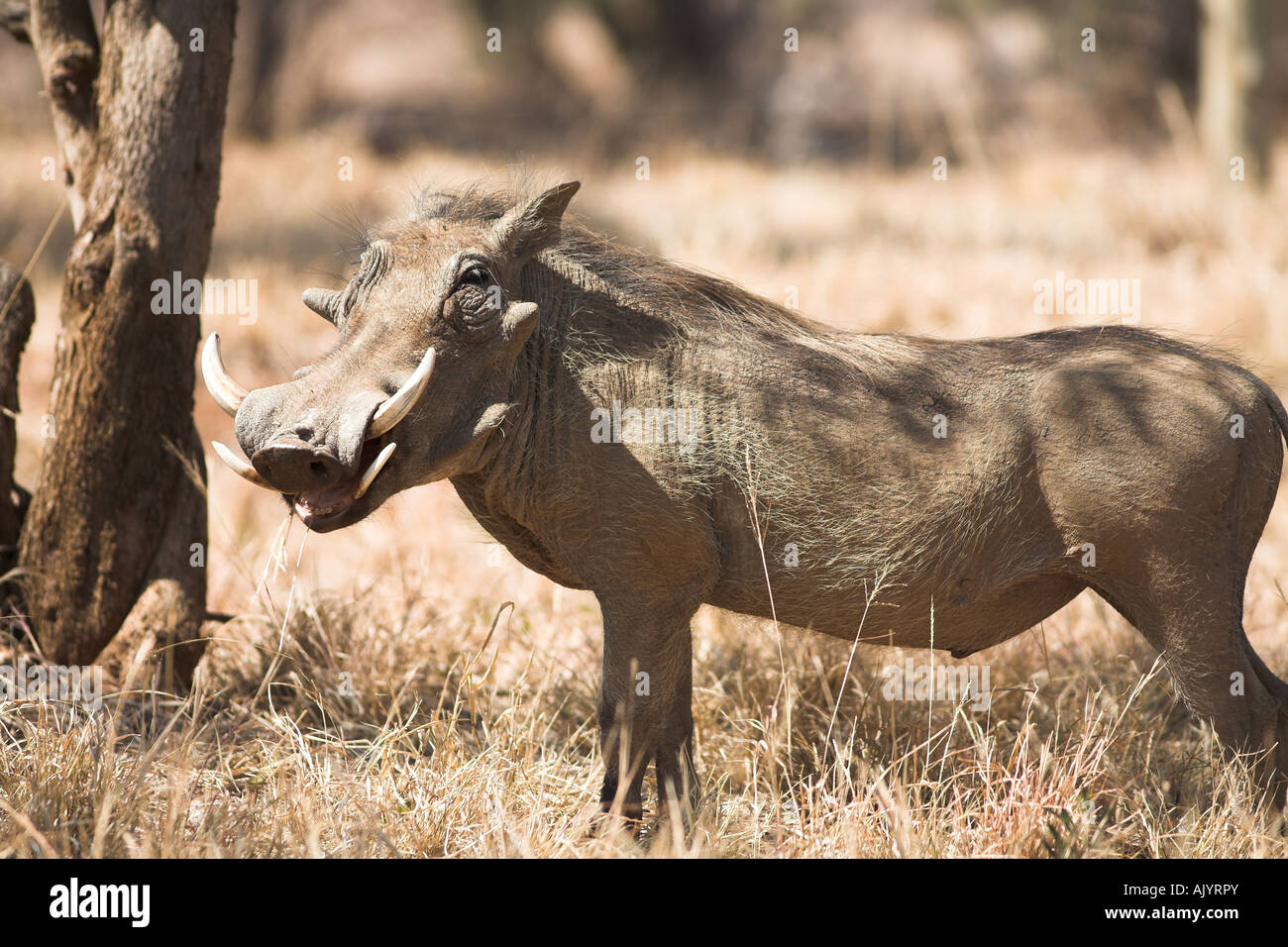 Omnivore omnivores omnivorous savanna hires stock photography and