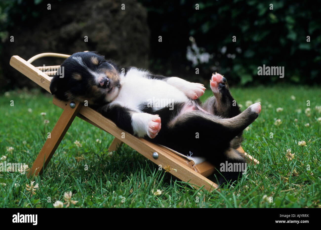 Mischlingshund Border Collie und Australian Shepard Welpe Liegestuhl liegen, schlafen | crossbreed pup on deck chair sleeping Stock Photo