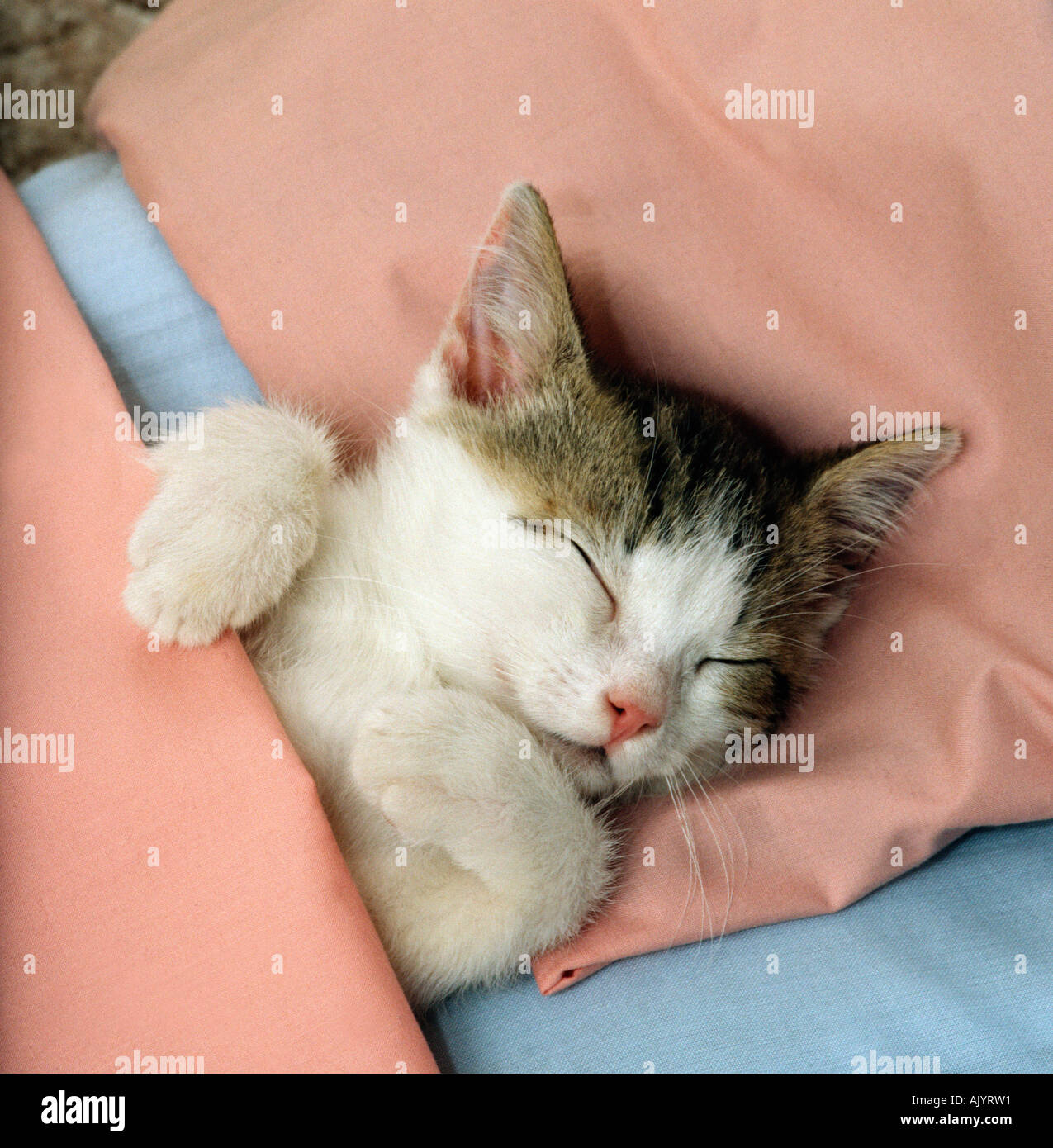 Слюна на подушке. Сонная кошечка. Спящий кот храпящий. Кошка Сонная подушечка. Смешные коты спят.