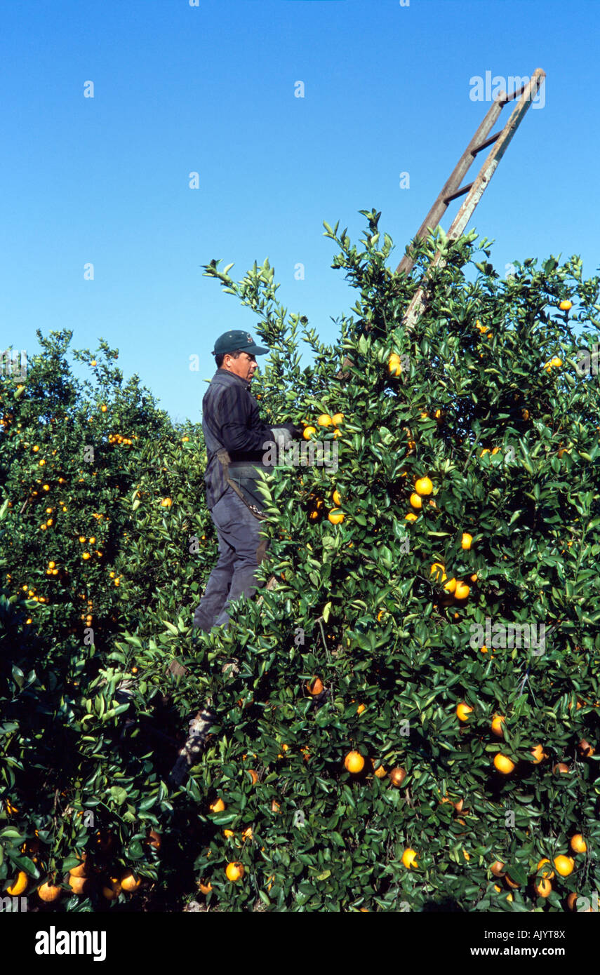 Harvesting oranges Florida Stock Photo