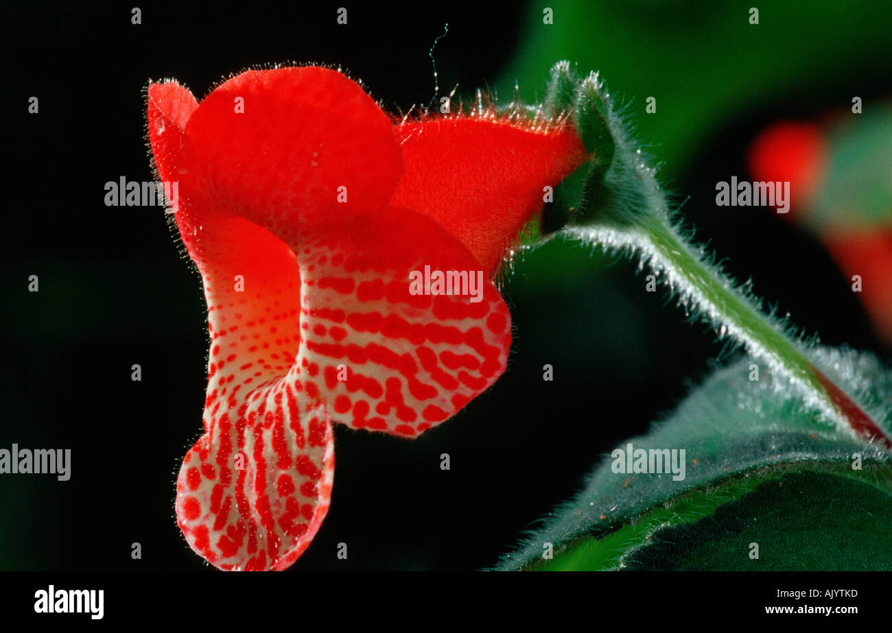 Kohleria hi-res stock photography and images - Alamy