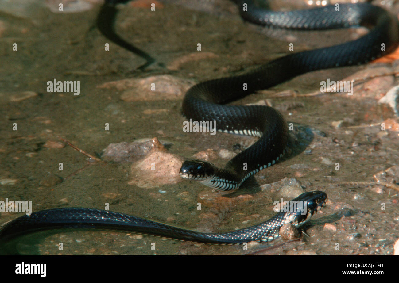 Grass Snake / Ringelnatter Stock Photo