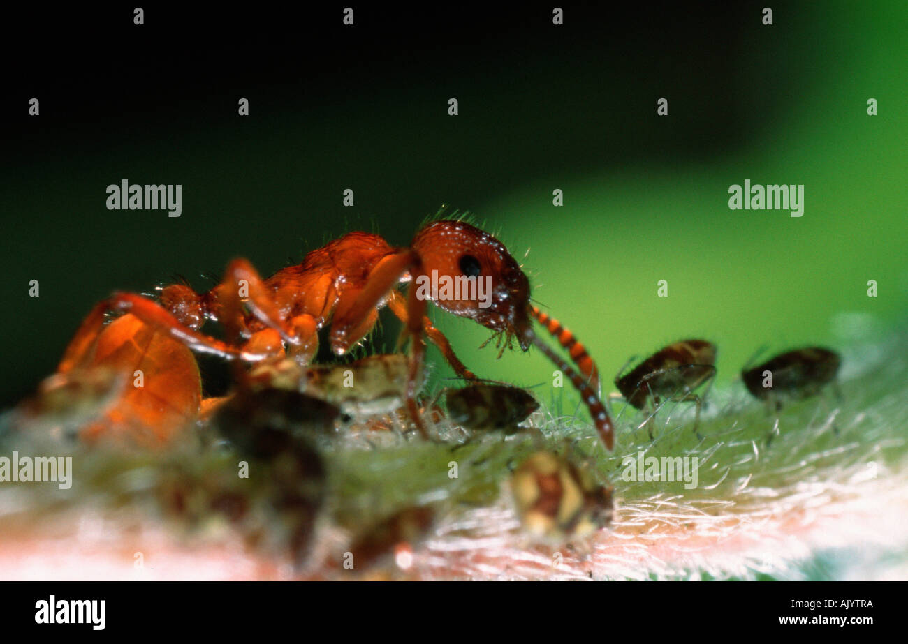 Ameise hi-res stock photography and images - Alamy