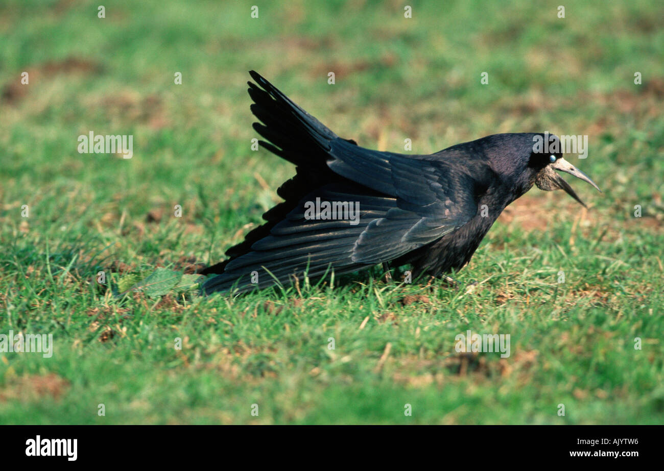 Rook / Saatkraehe Stock Photo - Alamy