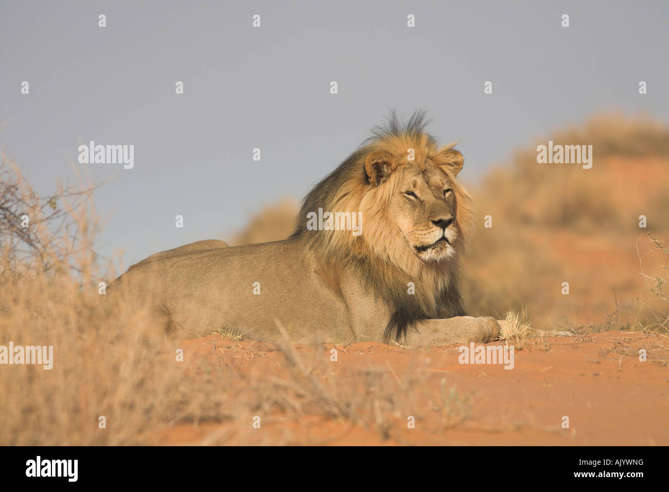 AFRICAN LION panthera leo Stock Photo - Alamy