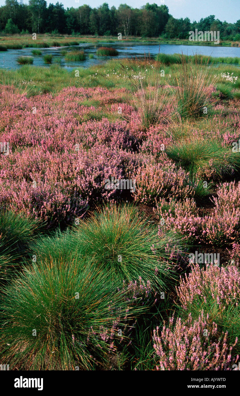 Blooming Heather / Bluehende Heide Stock Photo