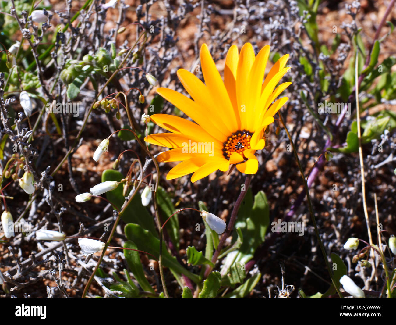 Wildflowers in South Africa Stock Photo Alamy