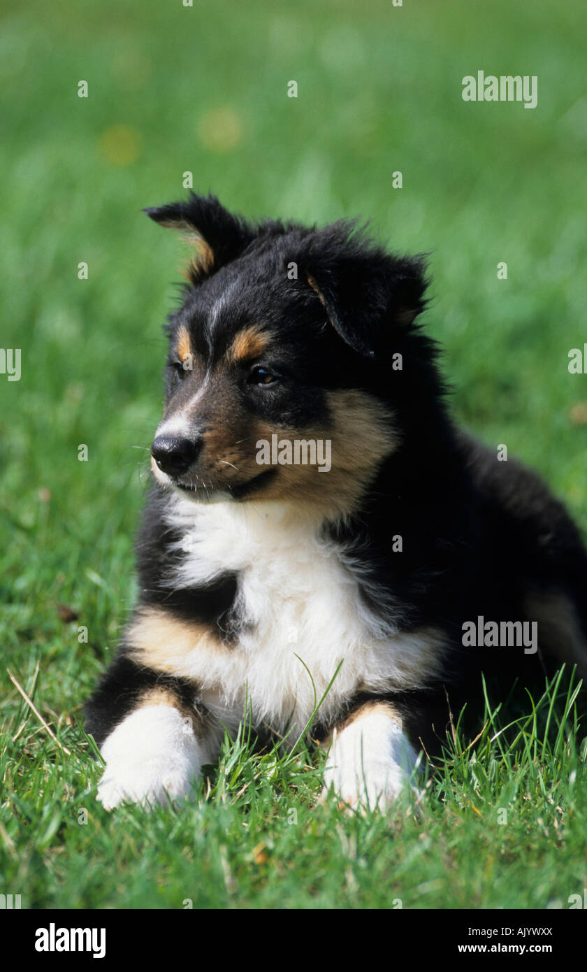 Mischlingshund Welpe auf Wiese Mischling Border Collie und Australian  Shepard crossbreed pup on grassland Stock Photo - Alamy