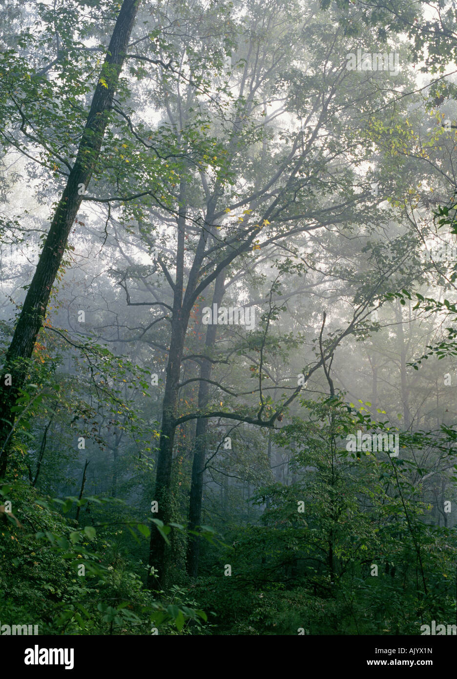 Dense forest poplar trees hi-res stock photography and images - Alamy