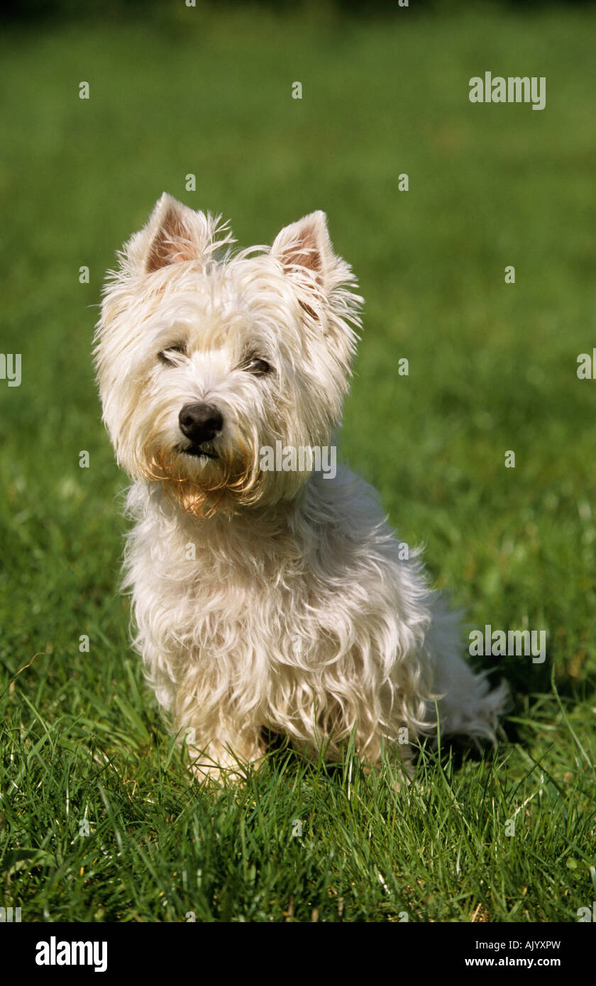 West Highland White Terrier in Wiese sitzend | West Highland White Terrier sitting in the grass Stock Photo