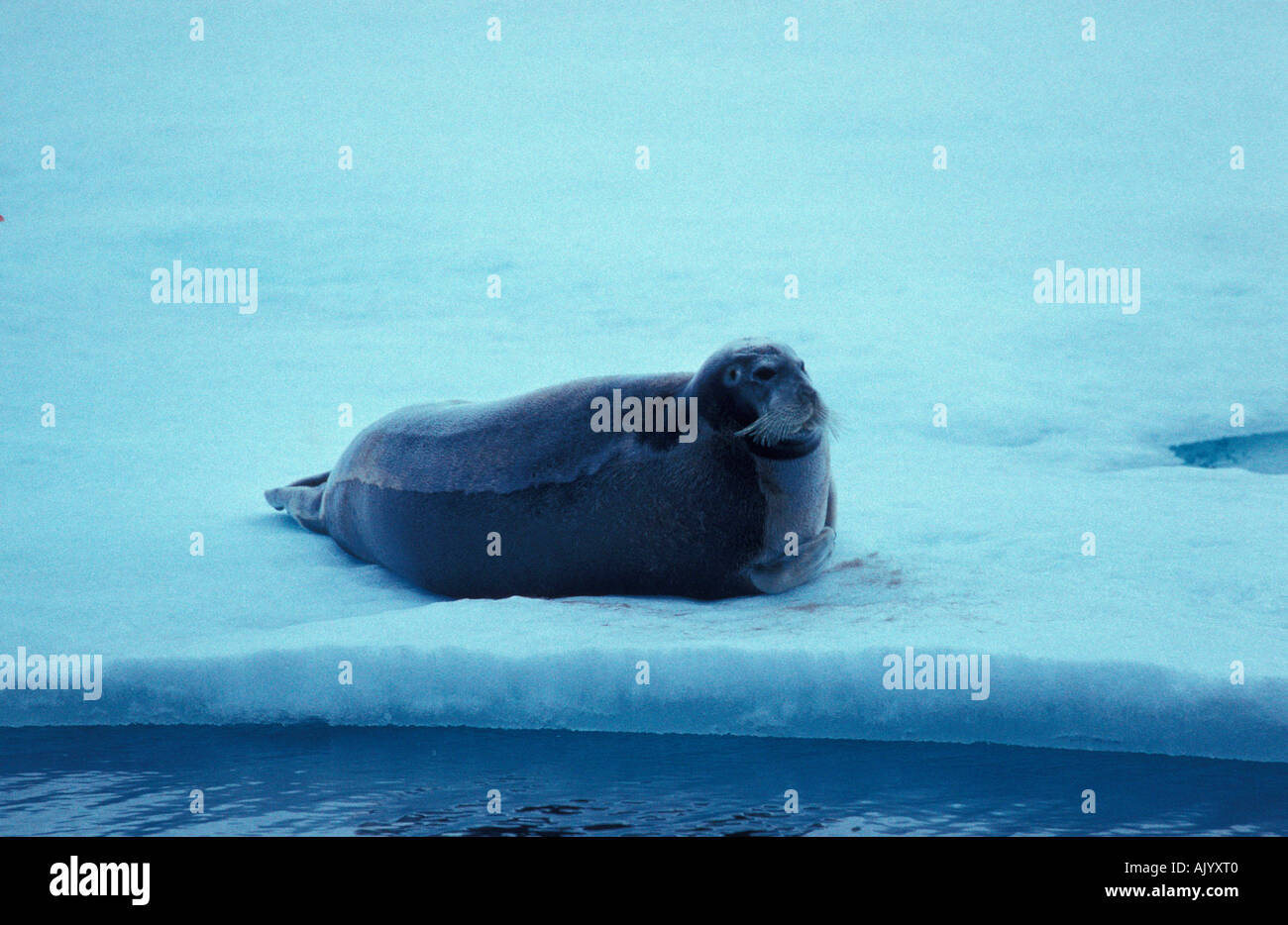 Bearded Seal / Bartrobbe Stock Photo - Alamy