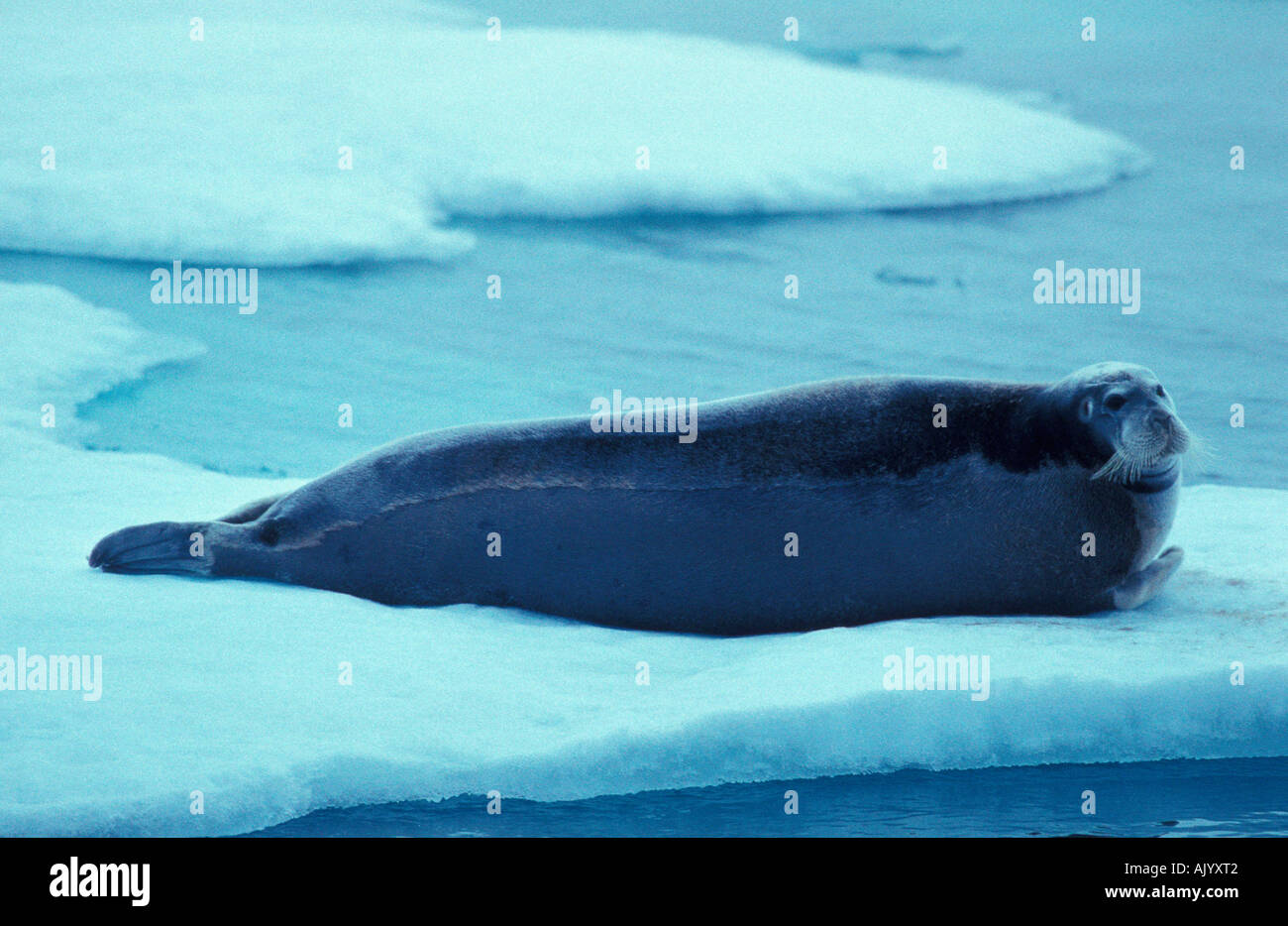 Bearded Seal / Bartrobbe Stock Photo - Alamy