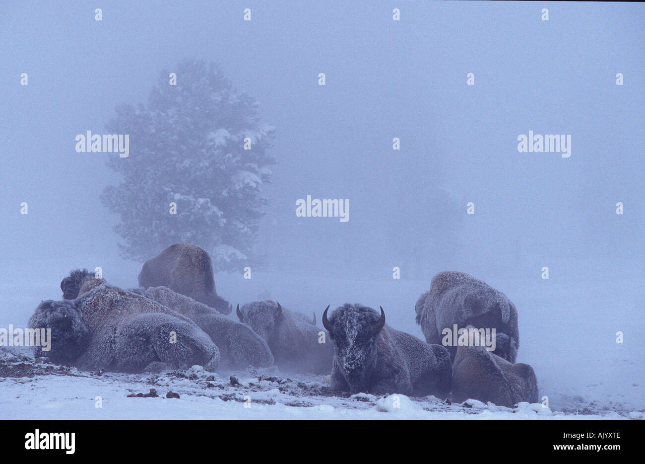 American Bison / Bison Stock Photo - Alamy