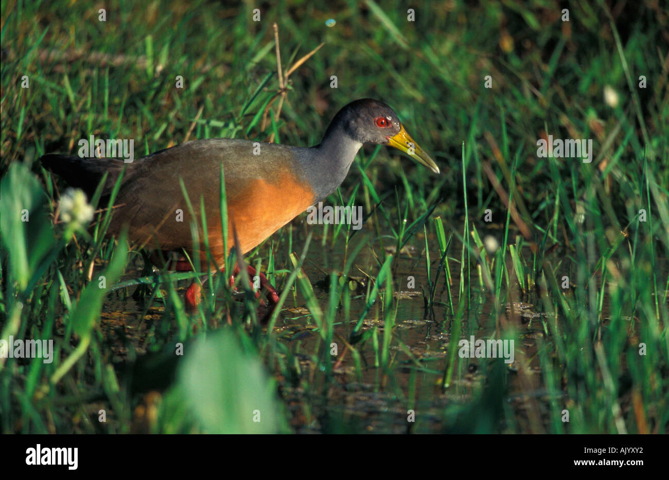 Grey-necked Wood Rail / Cayenne-Ralle Stock Photo