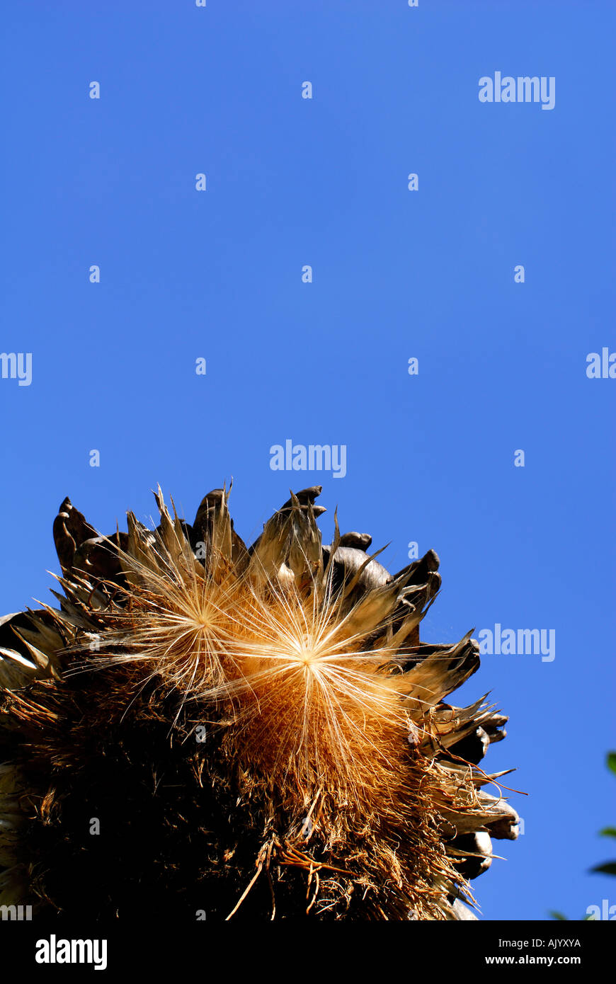 Dried artichoke seed head hires stock photography and images Alamy