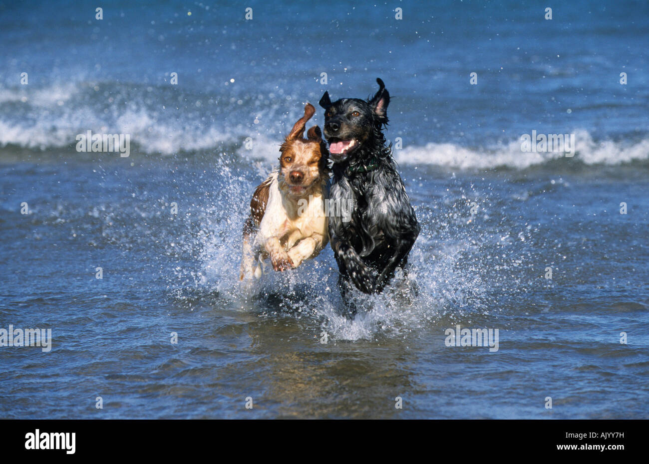 Mischlingshunde am strand durch Wasser laufend crossbreed dogs on the beach running through the water Stock Photo