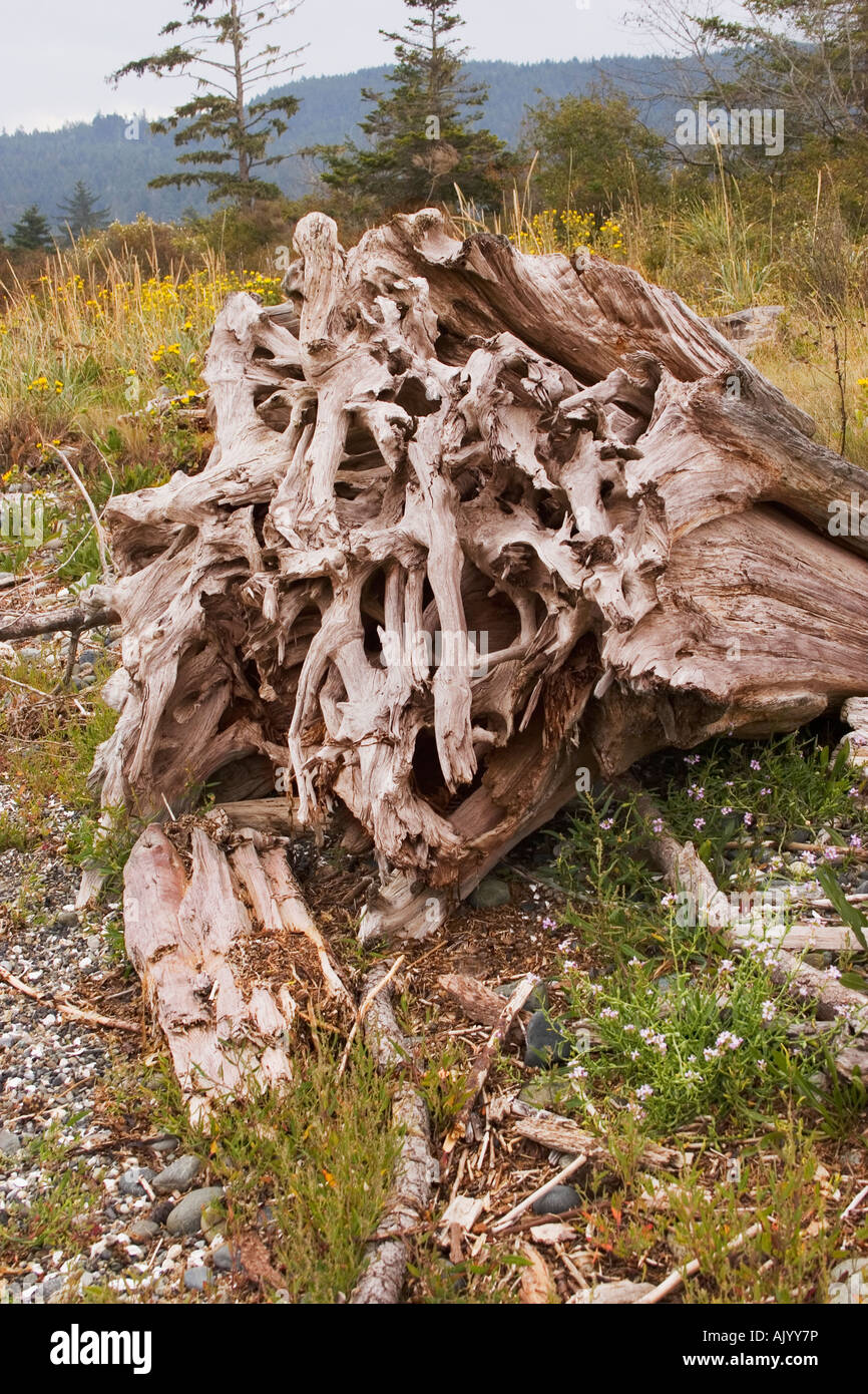 Driftwood roots of an upturned tree on the shore of Sooke, British