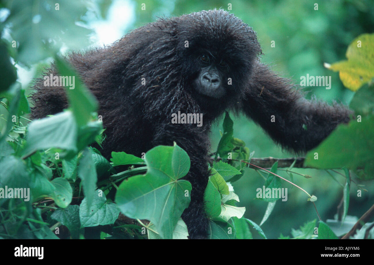 Mountain Gorilla / Berggorilla, Querformat, Afrika Stock Photo