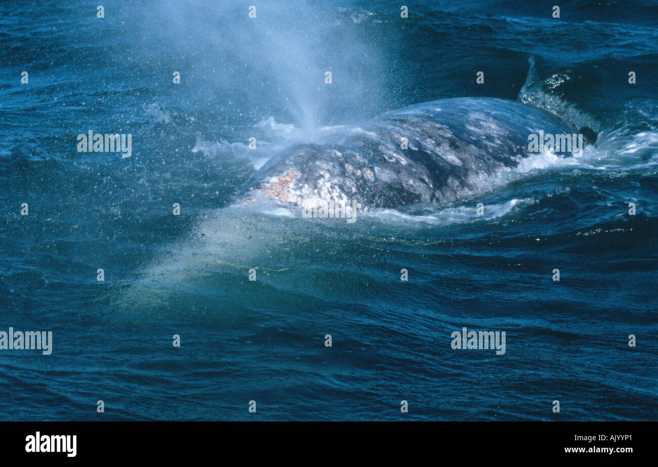 Adult gray whale hi-res stock photography and images - Alamy