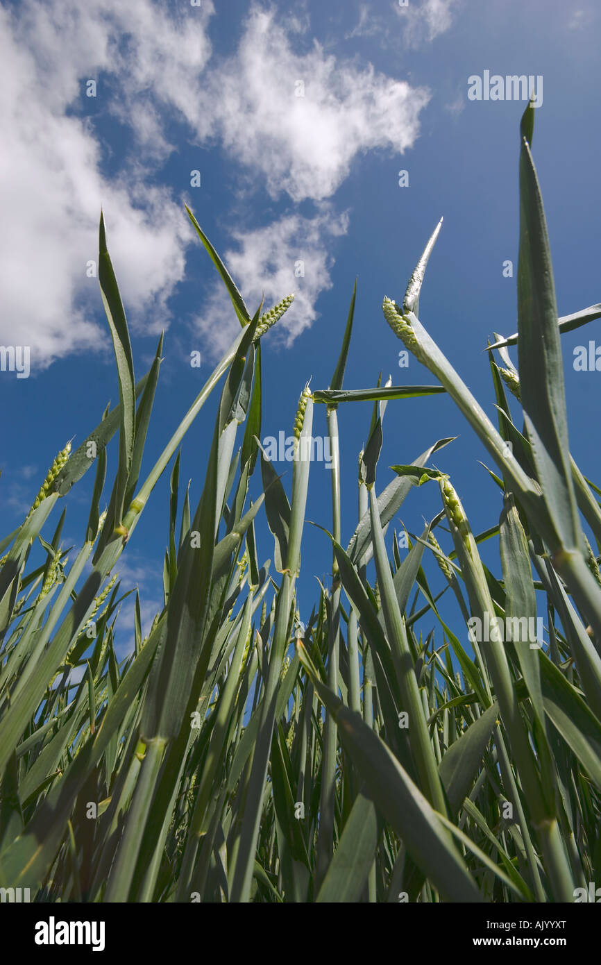 Wheat crop (worms eye view) Stock Photo