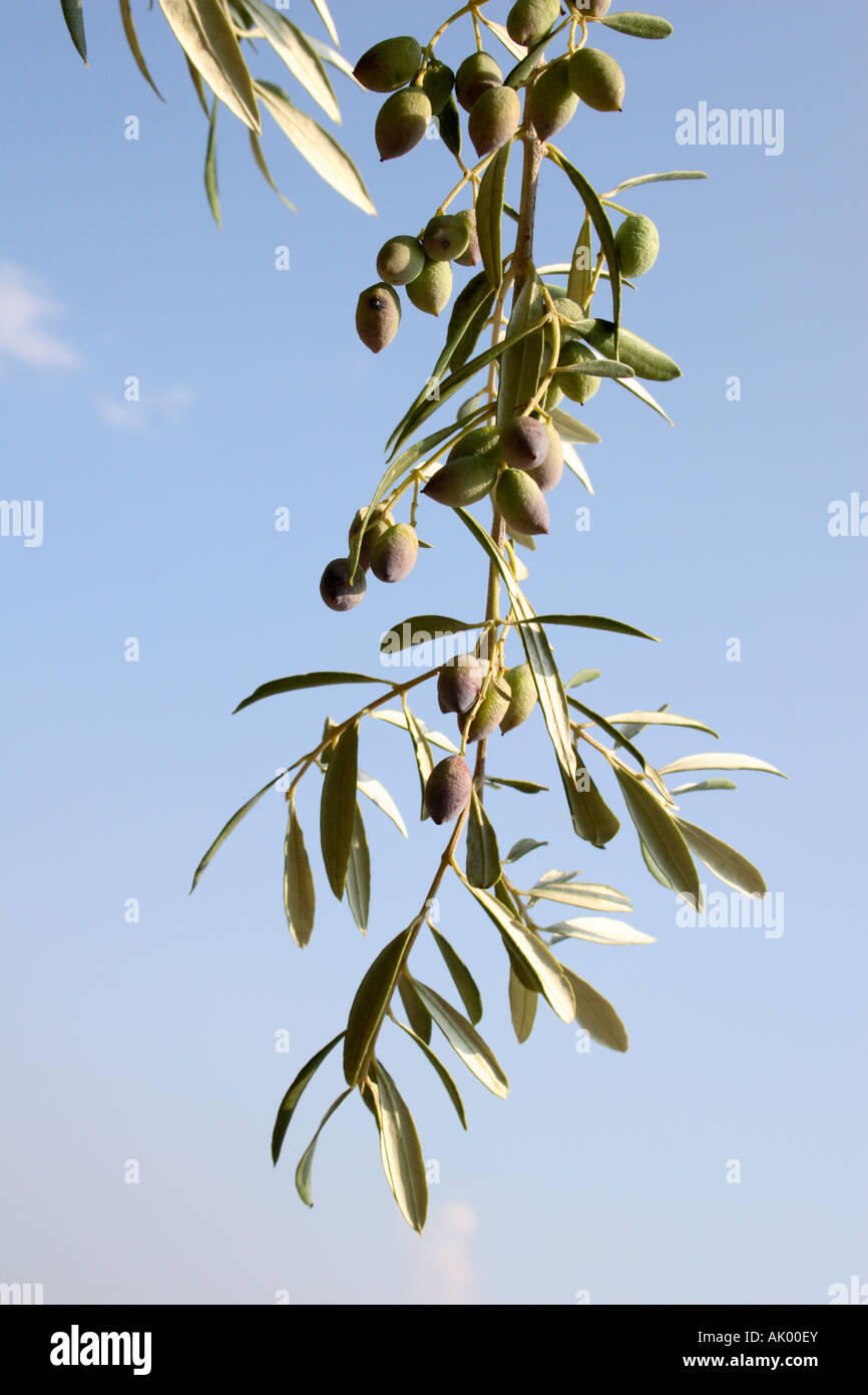 Truce Flag And Olive Branch