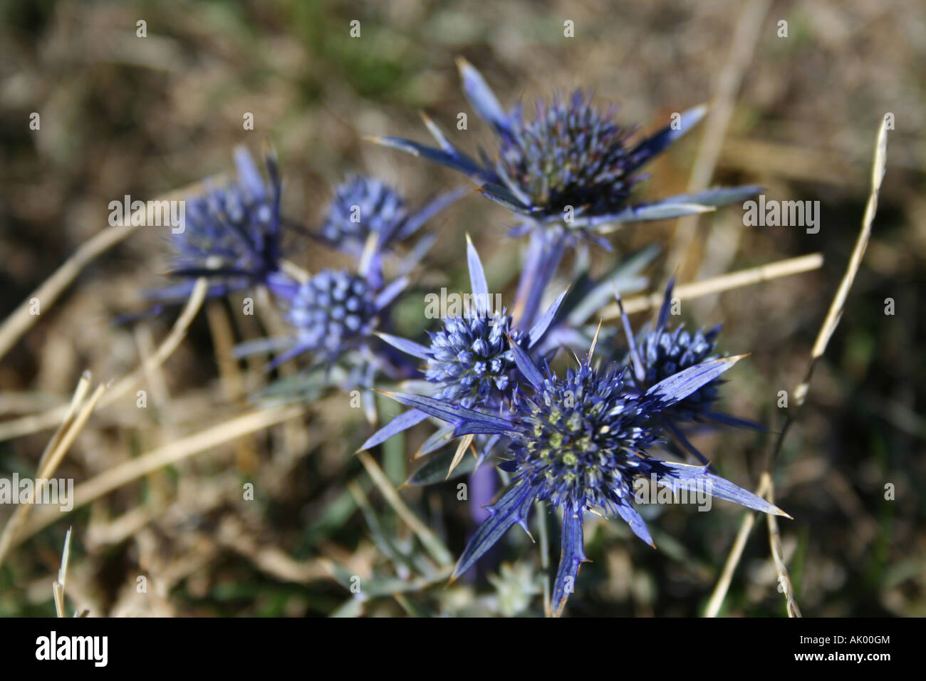 Eryngium creticum Eryngo thistle grows in the Sibillini mountains