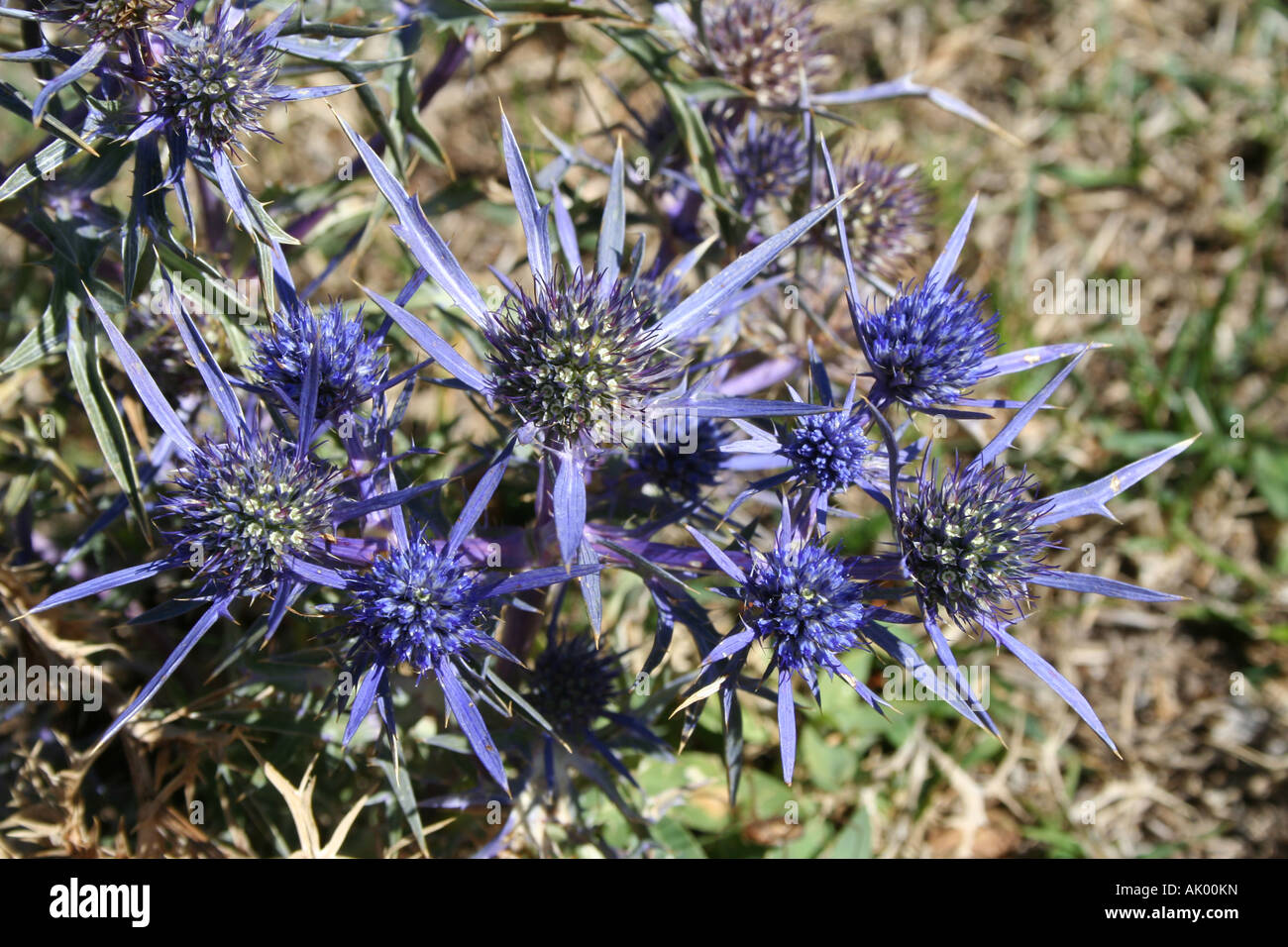 Eryngium creticum Eryngo thistle grows in the Sibillini mountains