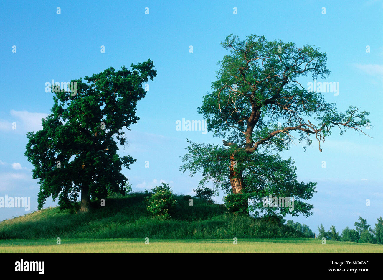 Oak Trees on burial mound / Ruegen Stock Photo