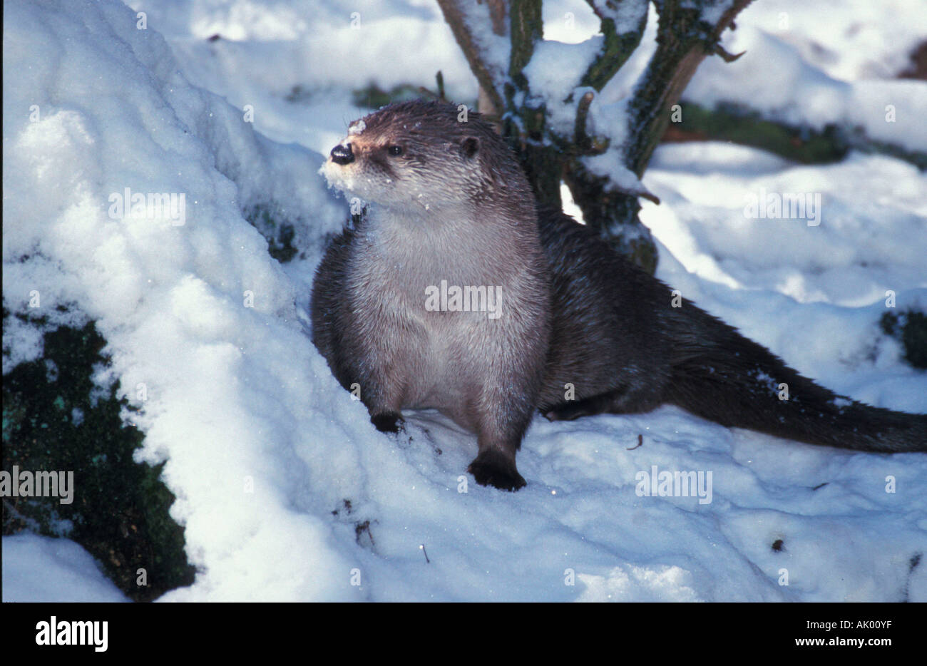 Canadian Otter / River Otter / Kanadischer Otter Stock Photo Alamy
