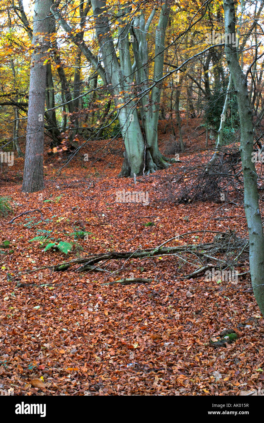 Surrey Woods in Autumn Stock Photo Alamy