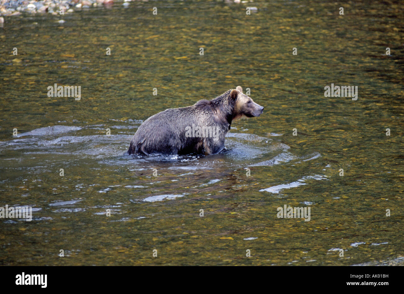 A coastal grizzly bear Ursus horribilis in search of migrating salmon in a small salmon stream near Knight Inlet Stock Photo