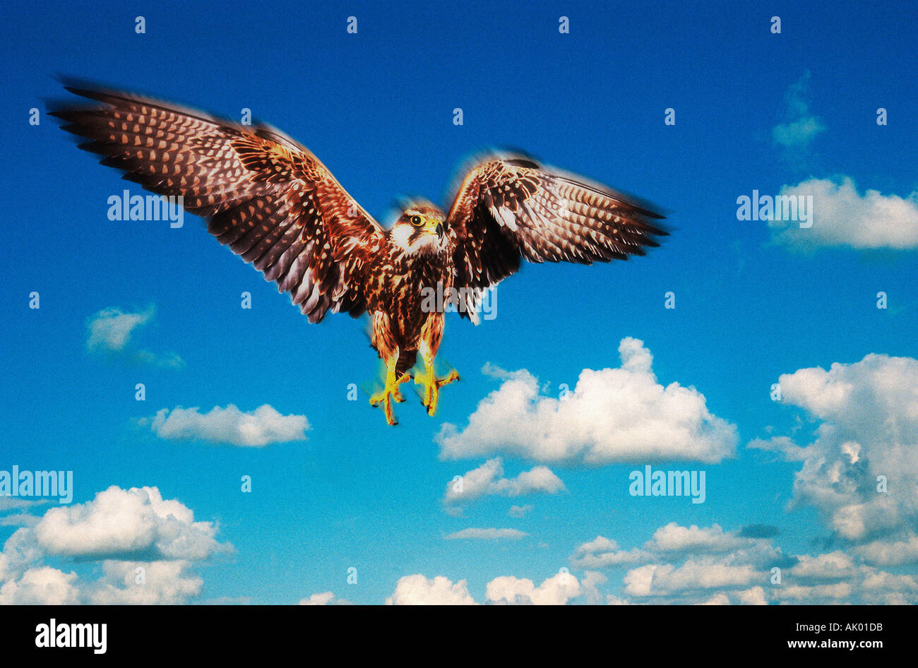 Peregrine falcon landing Stock Photo Alamy