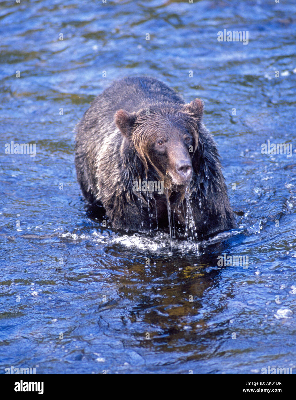 A coastal grizzly bear Ursus horribilis in search of migrating salmon in a small salmon stream near Knight Inlet Stock Photo