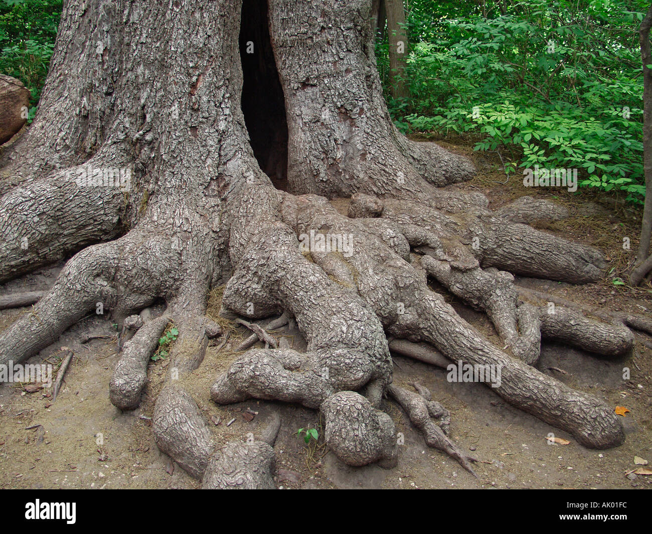 Roots horizontal root system hires stock photography and images Alamy