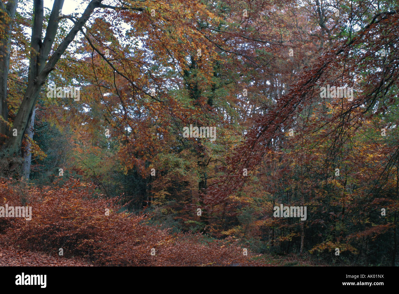 Surrey Woods in Autumn Stock Photo Alamy