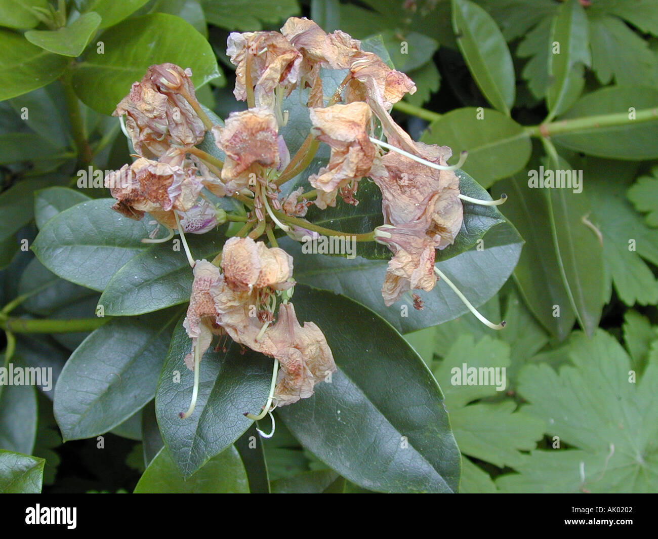 Deadheading rhododendron 1 of 3 images set Stock Photo Alamy